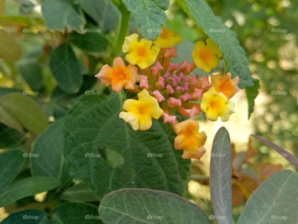 Indian Flower # Gurtule