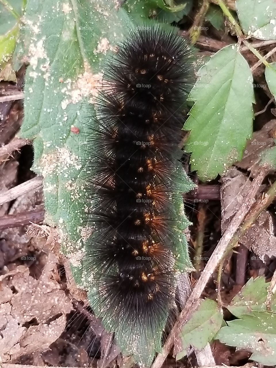 caterpillar