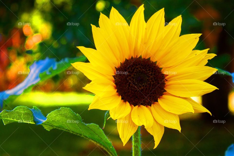 Sunflower