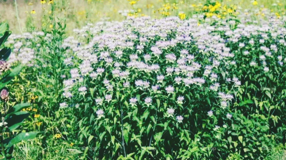 flowers