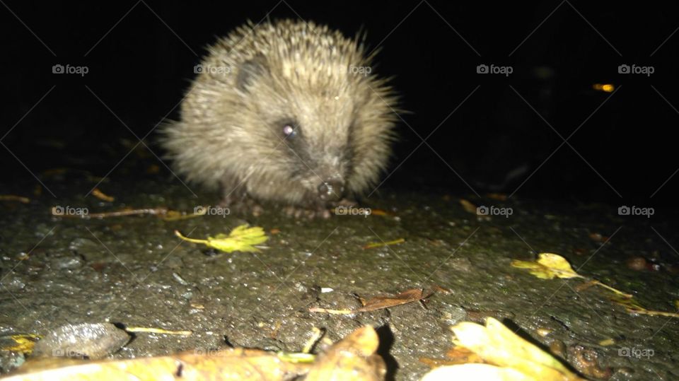 cute little hedgehog out for a midnight stroll