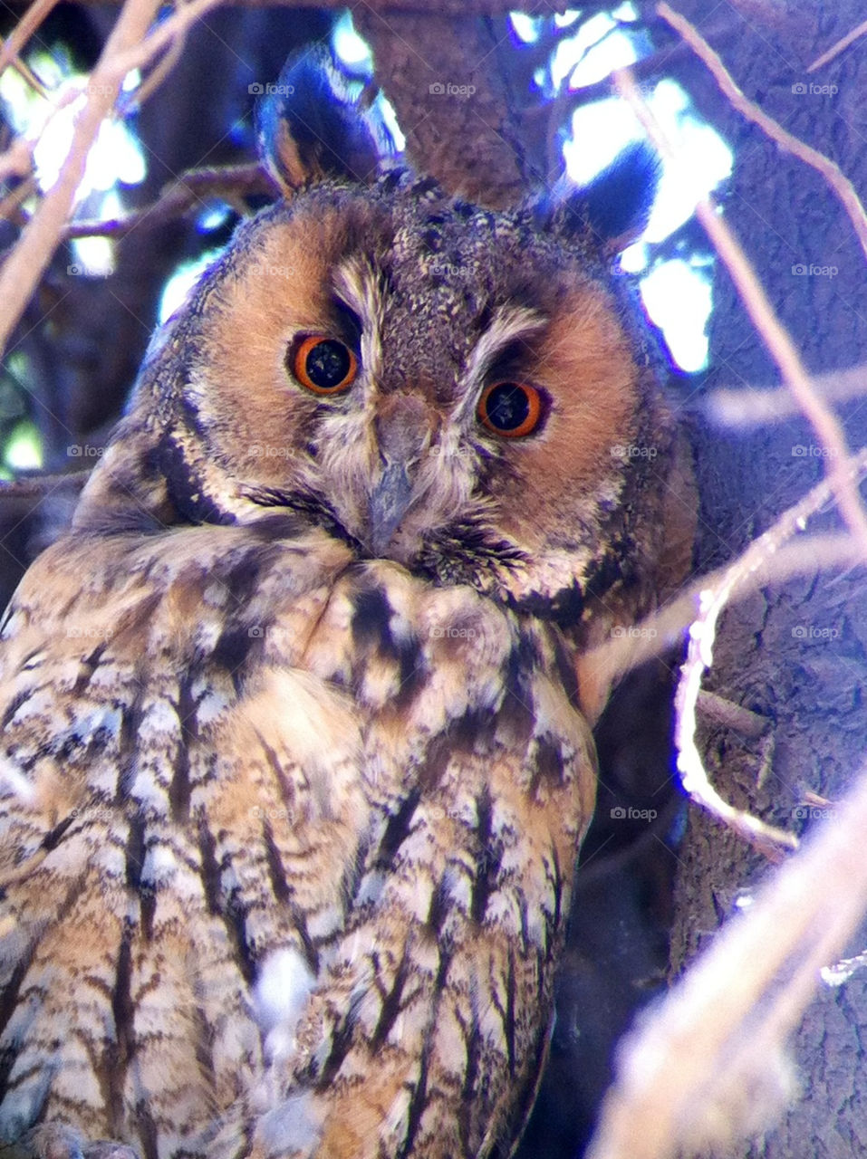 owl redeyes by yonideporto