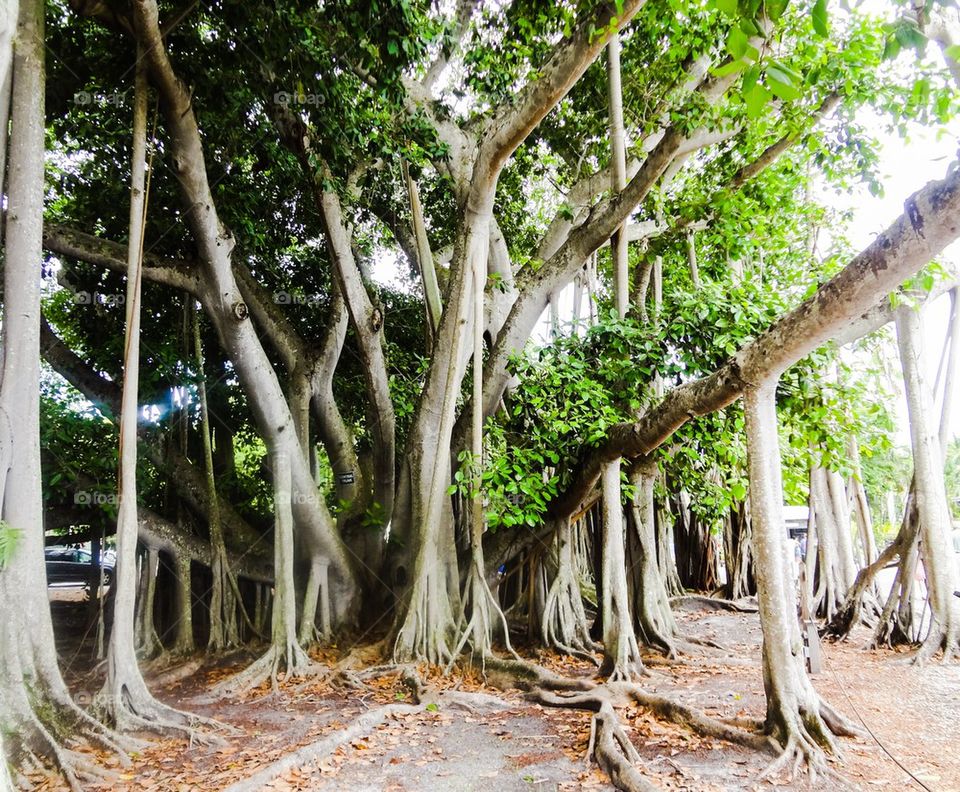 Banyan tree trunks