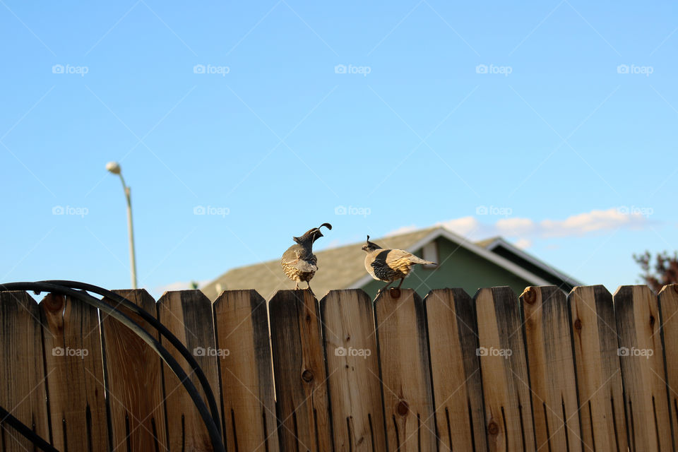 Wild quail couple