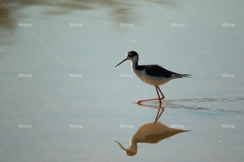 Black necked stilt 