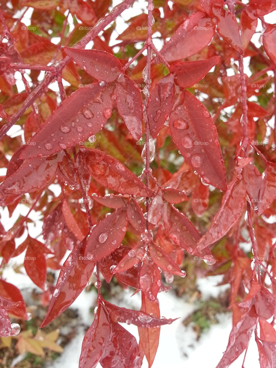 rain drops on red leaves. rain drops on red leaves