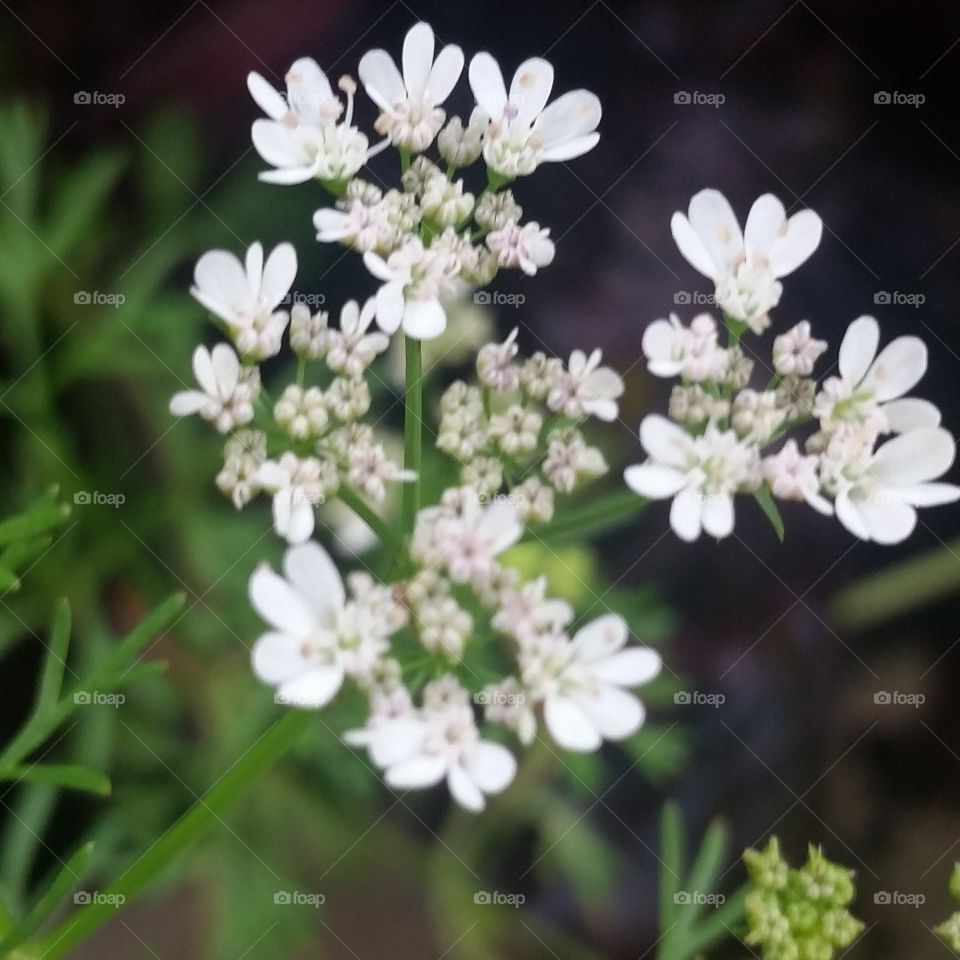 Herb flowers