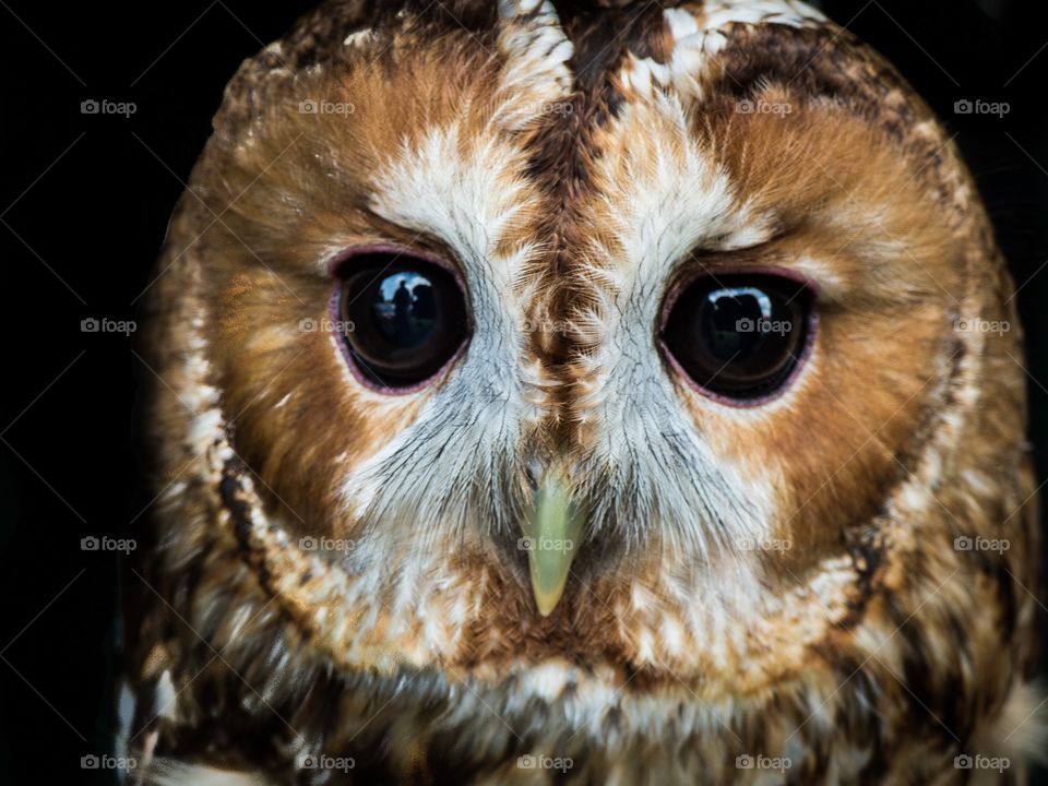 Close up of an Owl