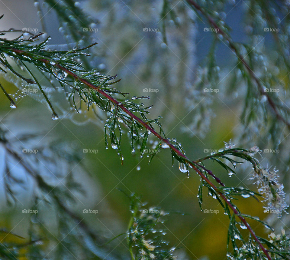 Pine Tree limb with water droplets hanging from the needles and stem!