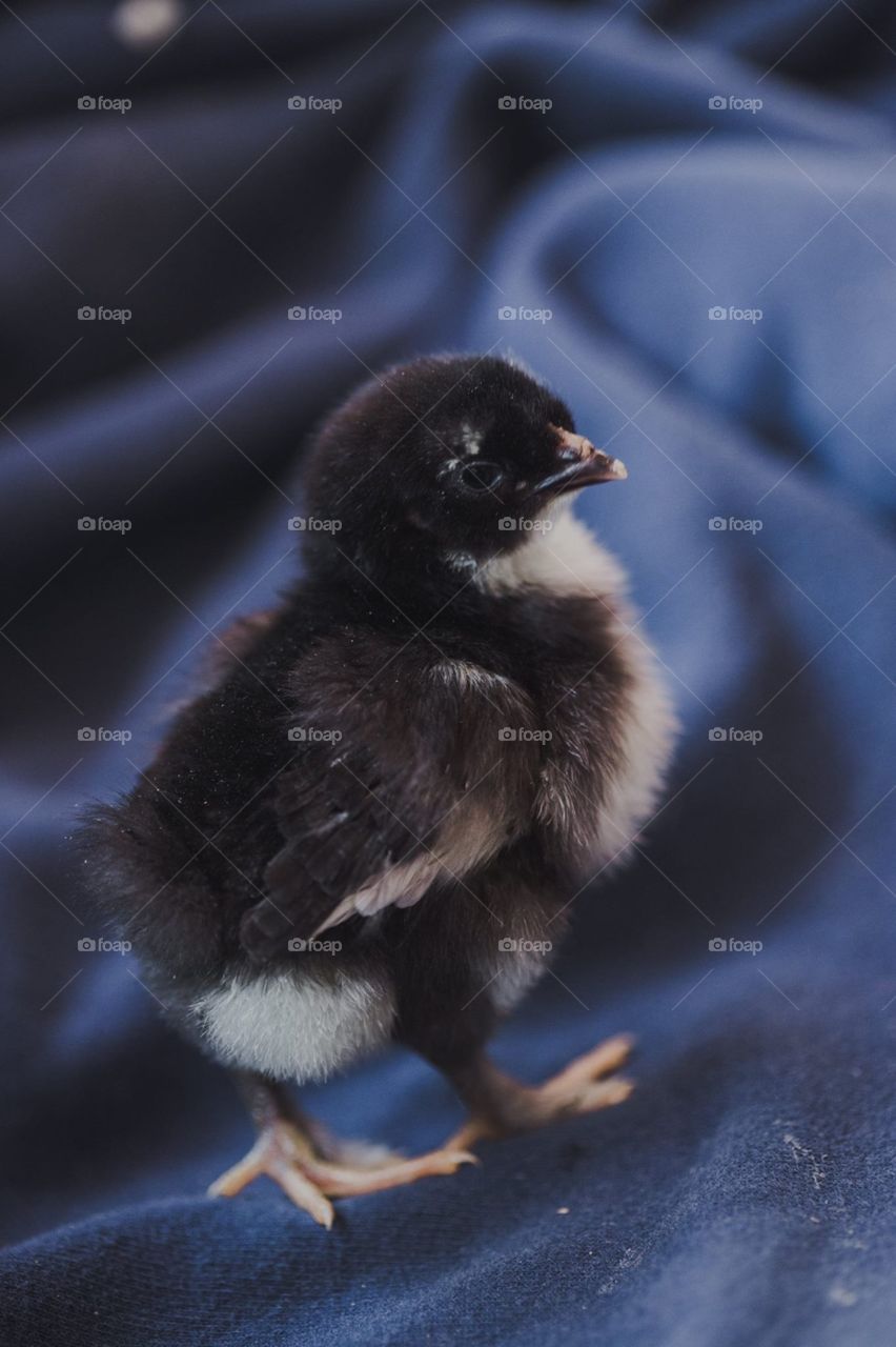 French black copper marans chick