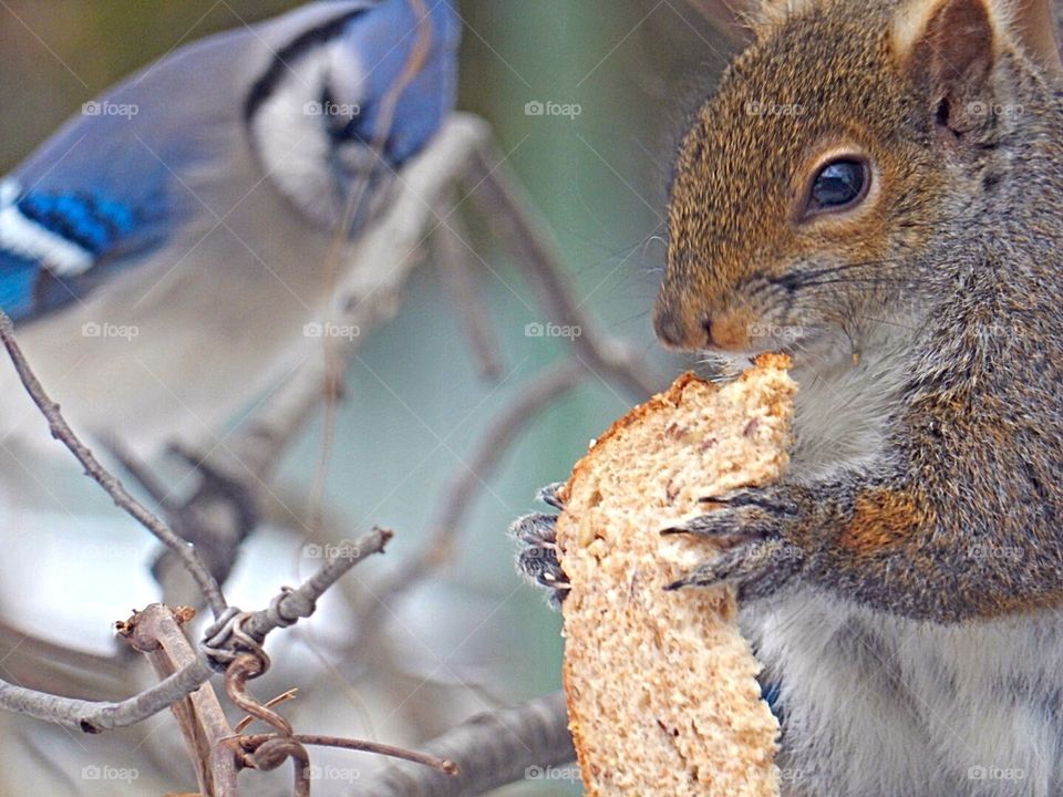 Squirrel and Blue Jay winter time