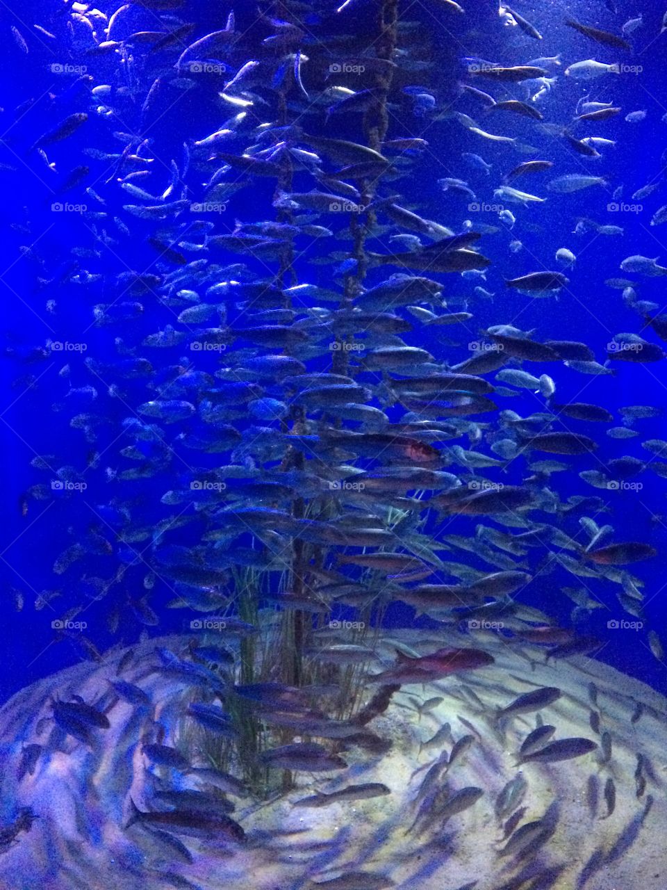 Observing fishes in aquarium Copenhagen 