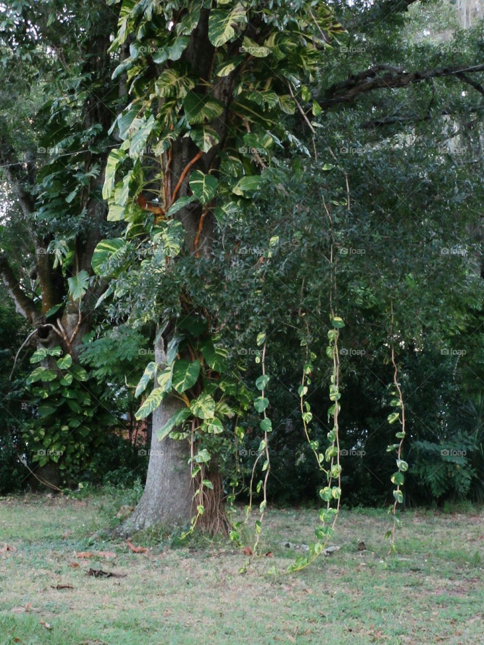 Philodendron vines hanging down from tree