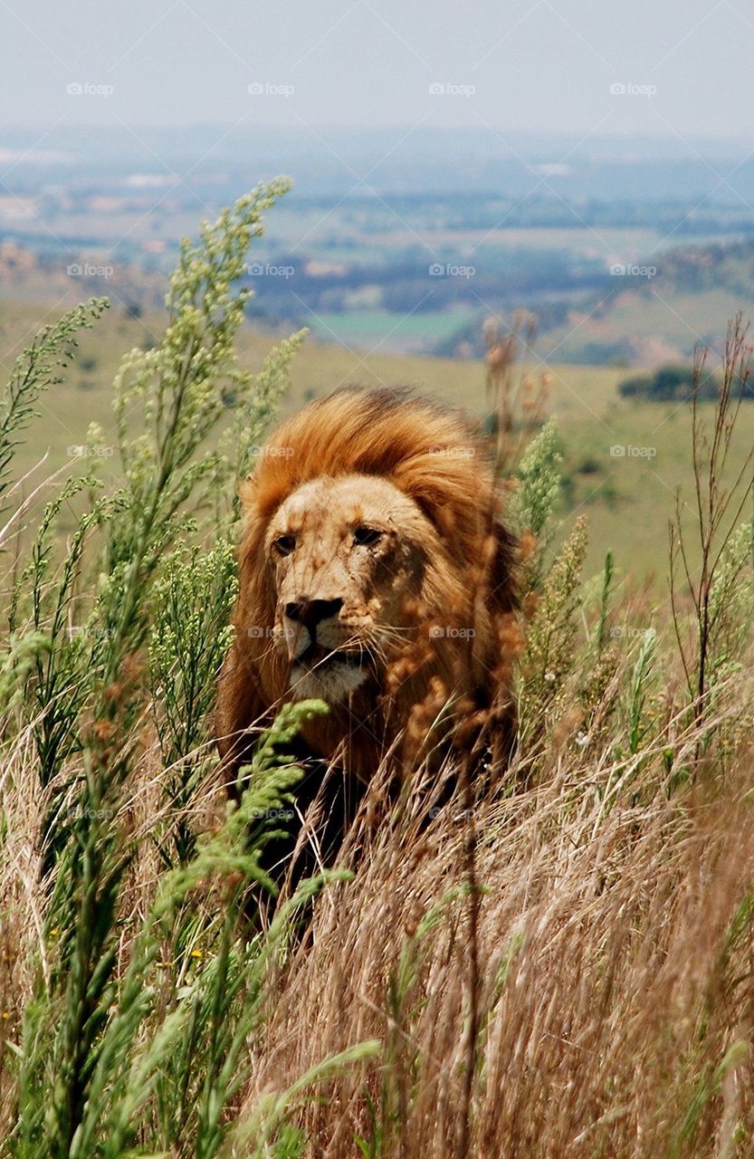 Lion at the Rhino and Lion Nature Reserve, RSA