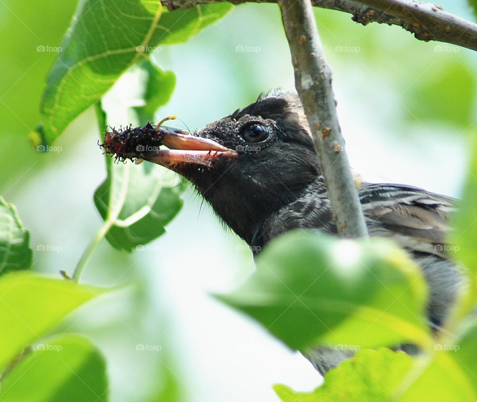 bird eating