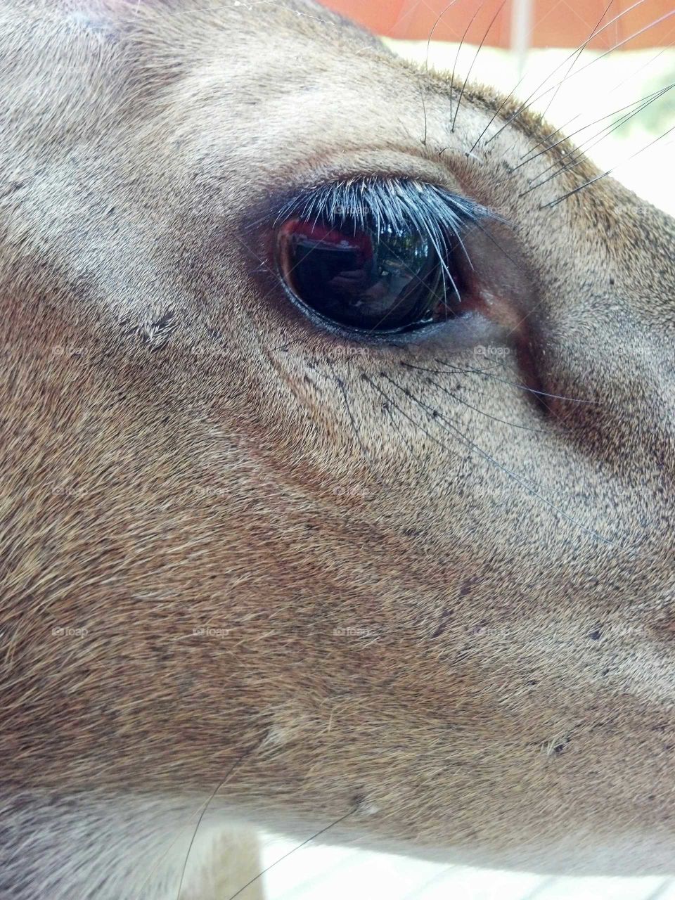 Buck Deer close-up