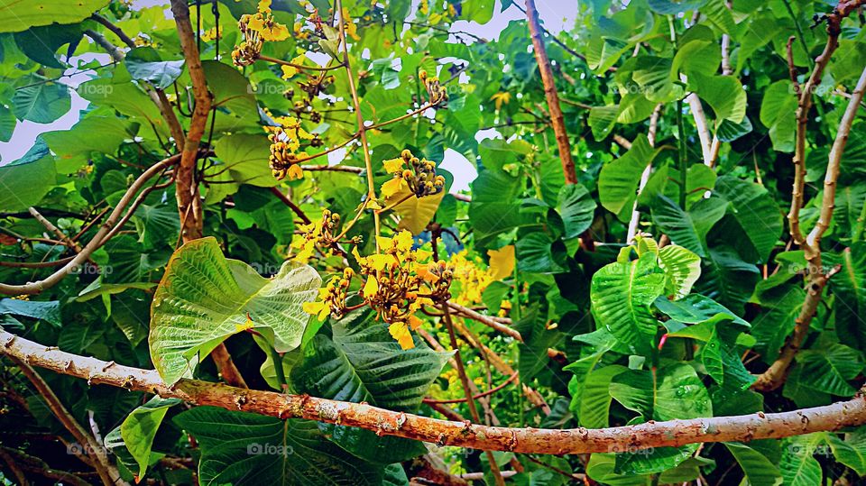 ARBUSTO FLORES AMARELAS