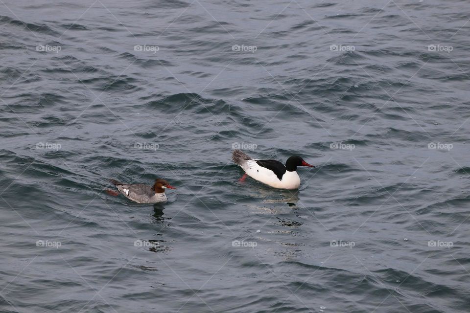 Ducks in the ocean 