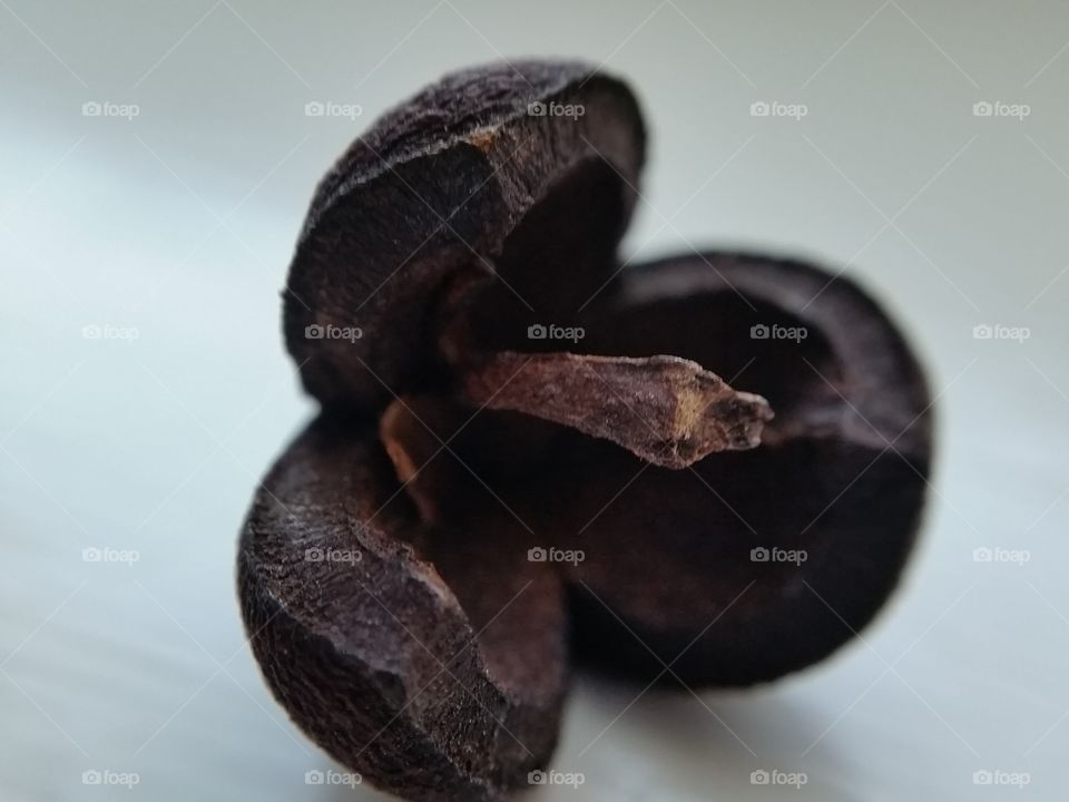 Pollination. Woody seed pod splits open to release seeds
