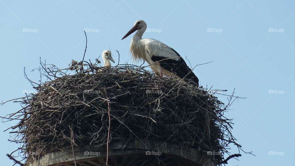 Storchennest