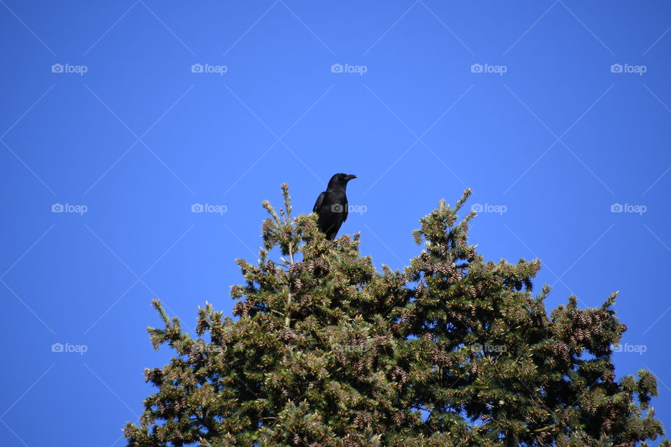 crow tree top