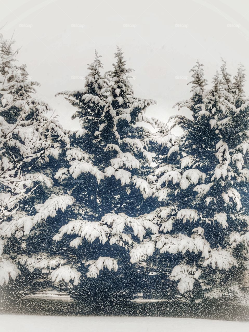 Snow covered pine trees snow falling 