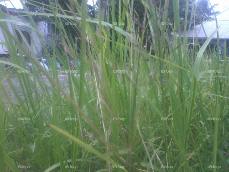 Grass, 
Bismillaah Grass  atau rumput, mengambil gambar dari sela-selanya seperti menatap suatu misteri, menyibak sesuatu rahasia,seni