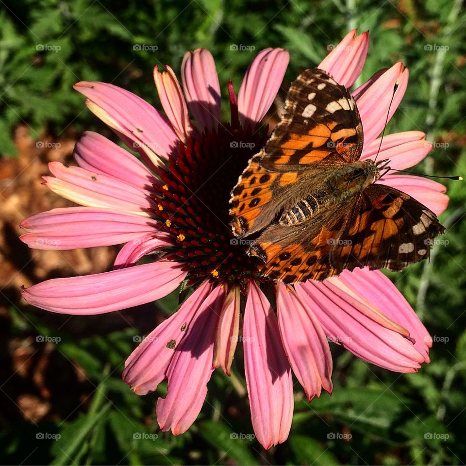 Painted Lady