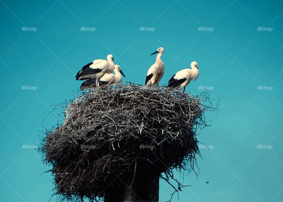 Lesson 2: join premium mission