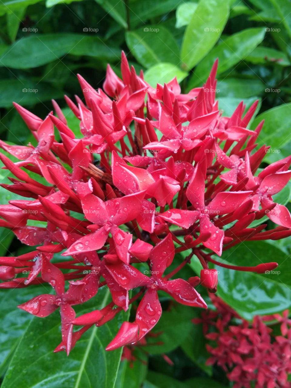 red flower in garden