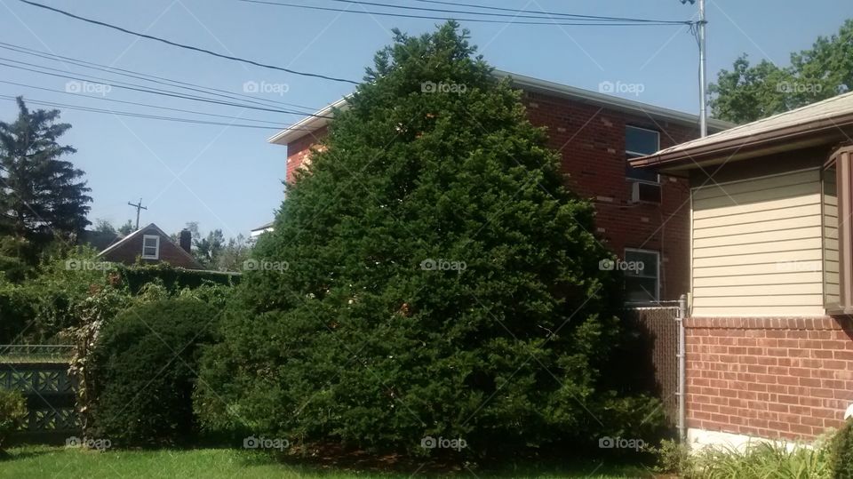 Giant Tree in Front of Home