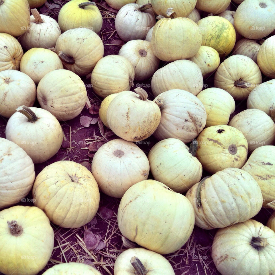 patch white photography fall by stephyrella