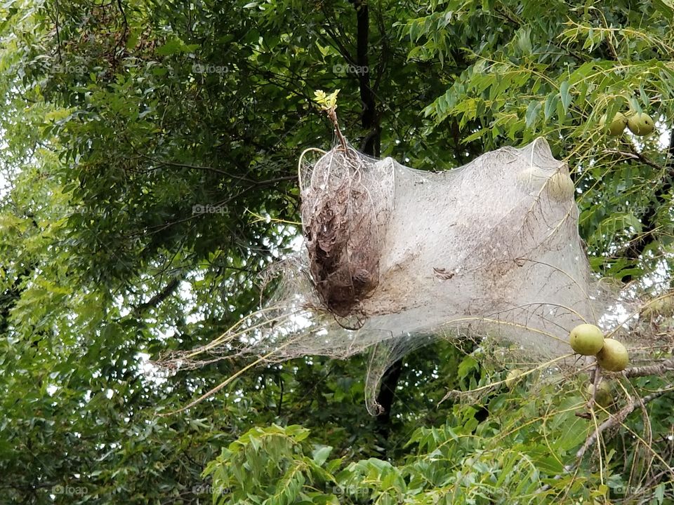 Huge spider web in tree