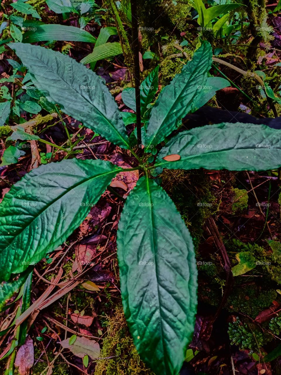 Cobra lily (Arisaema sp) growing in tropical forest of North sumatra, Indonesia