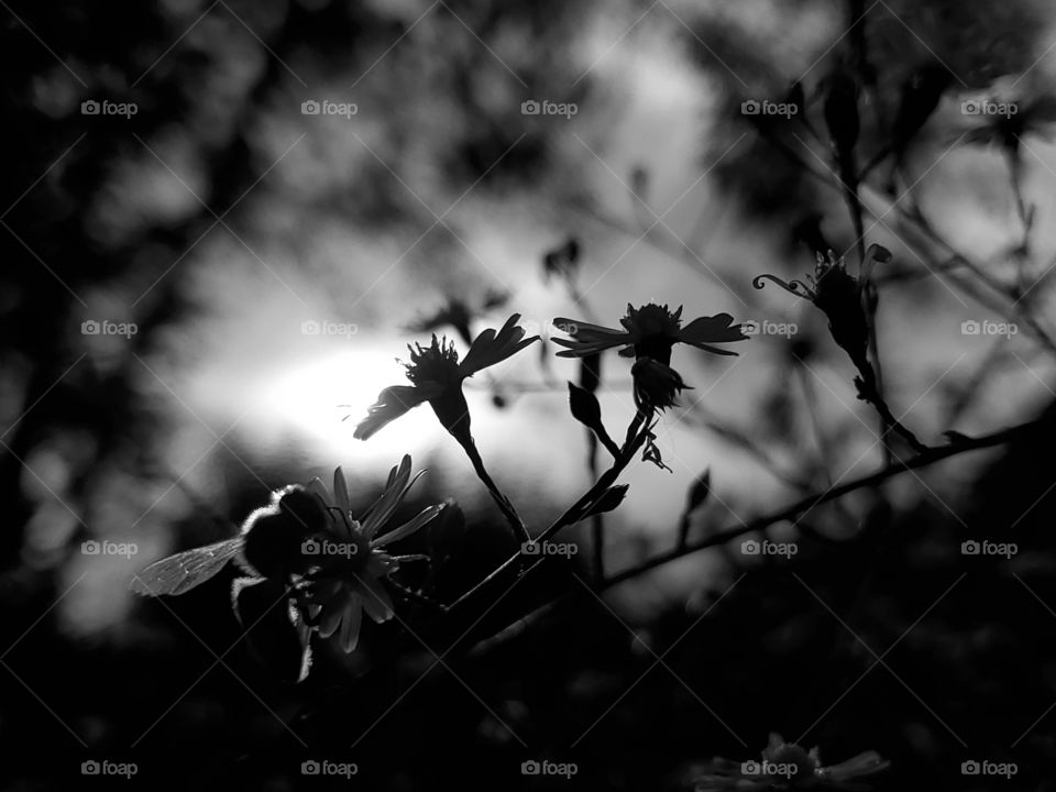 Black and white: bee pollinating wild flowers as the sun goes down.