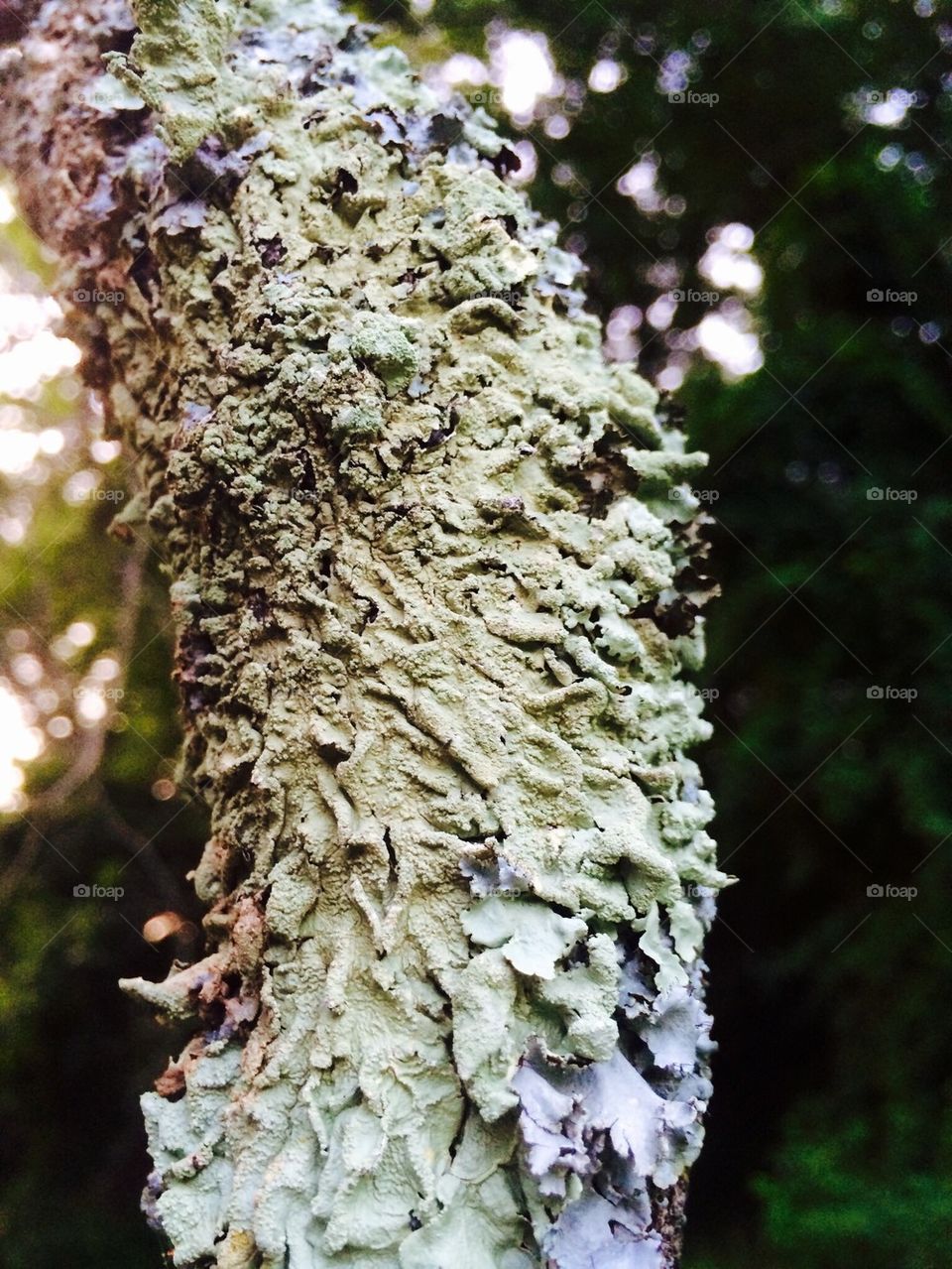 Tree branch moss 