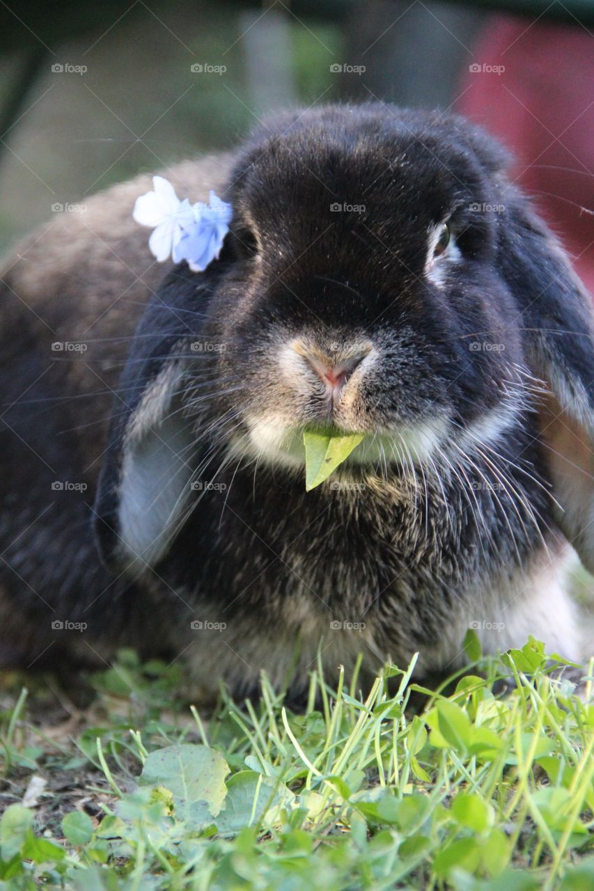 Rabbit eating grass