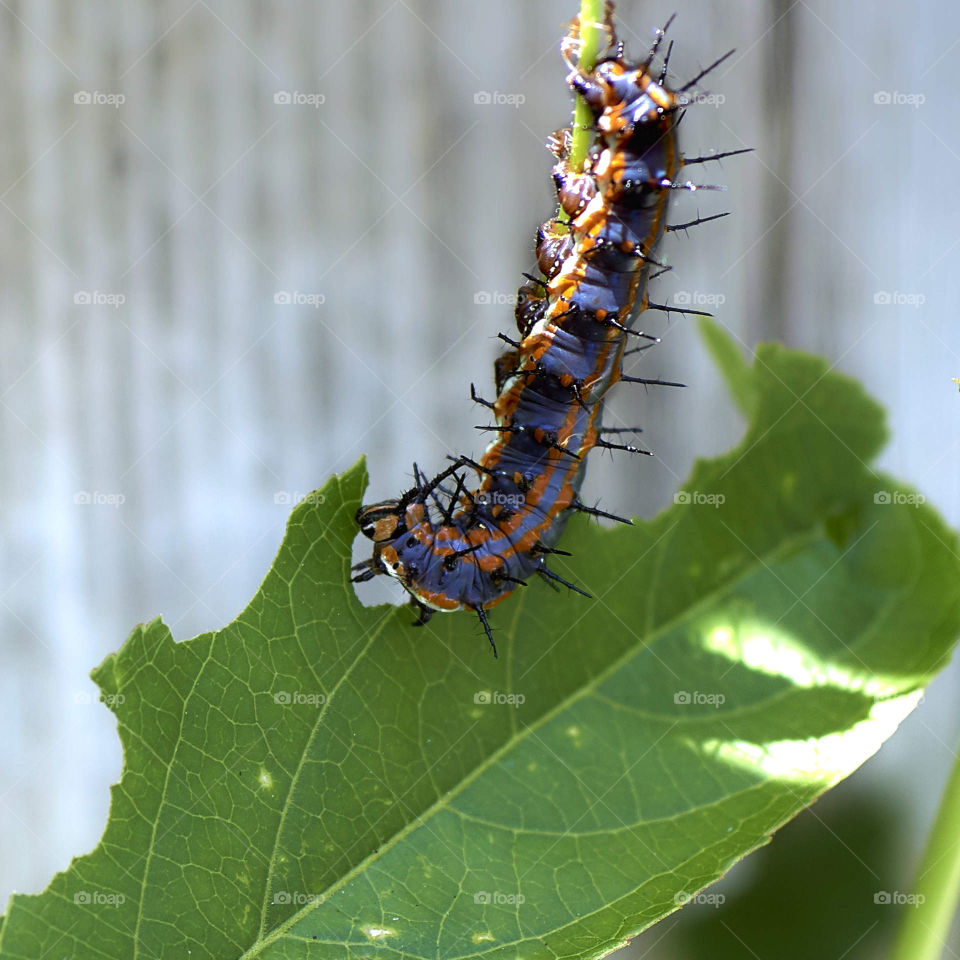 Caterpillar