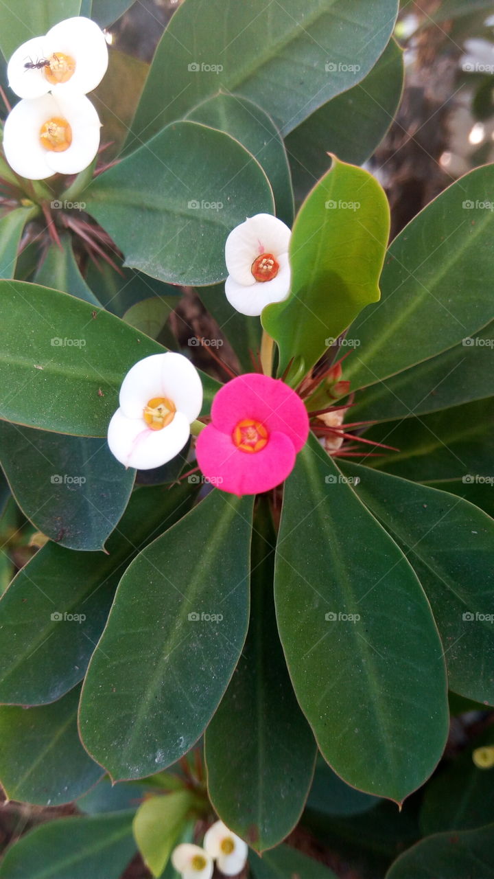 Tropical, Nature, No Person, Leaf, Exotic