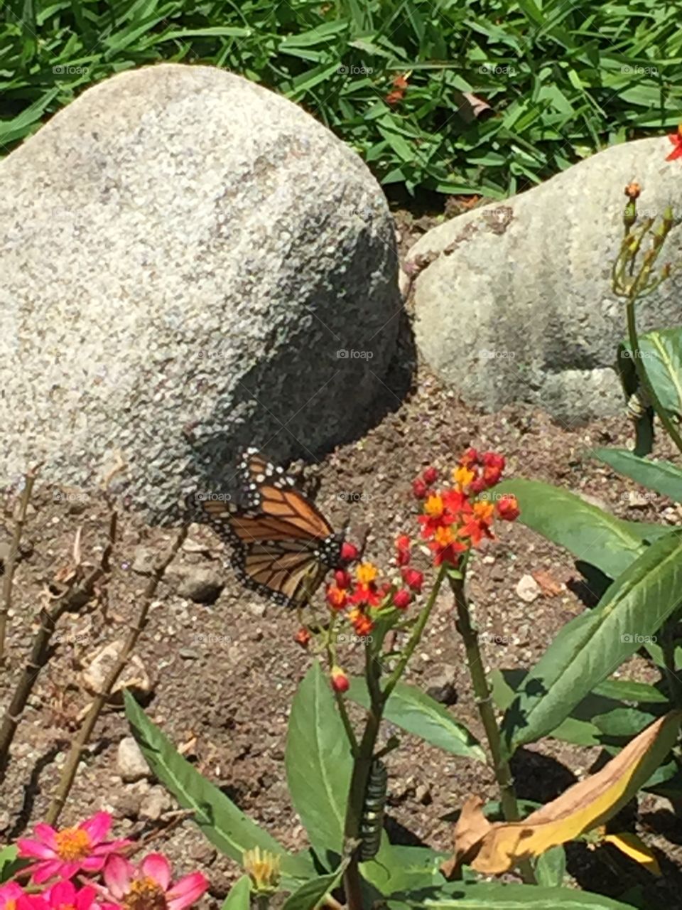 Butterfly and caterpillar on Milkweed 