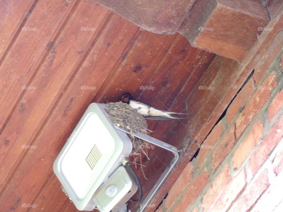 Schwalbe beim Jungtiere füttern