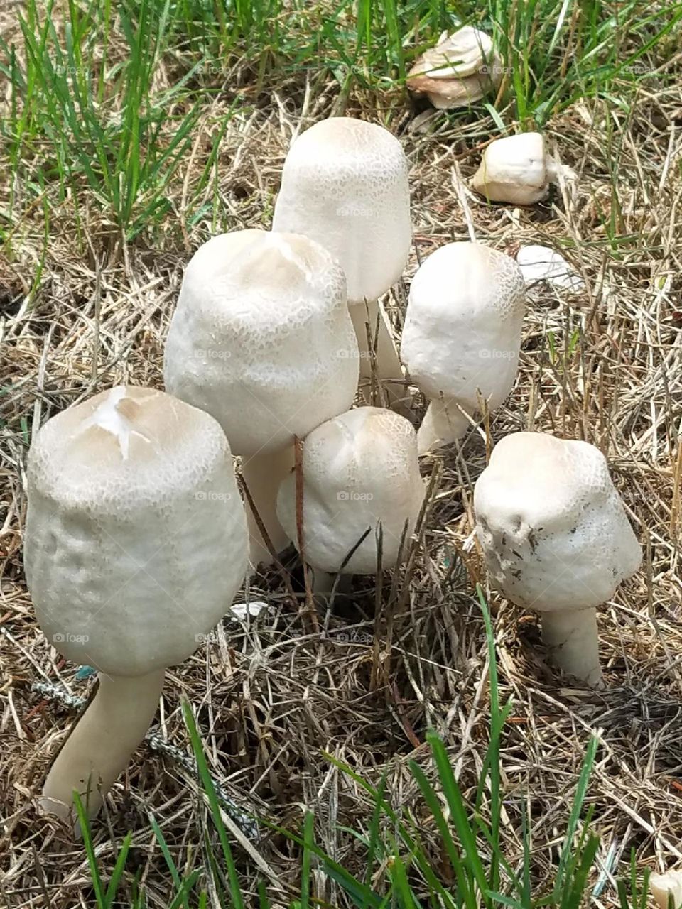 fungus that look like marshmallows