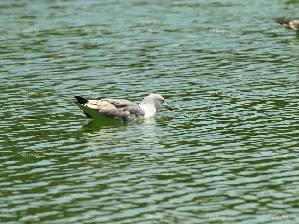 Gaviota