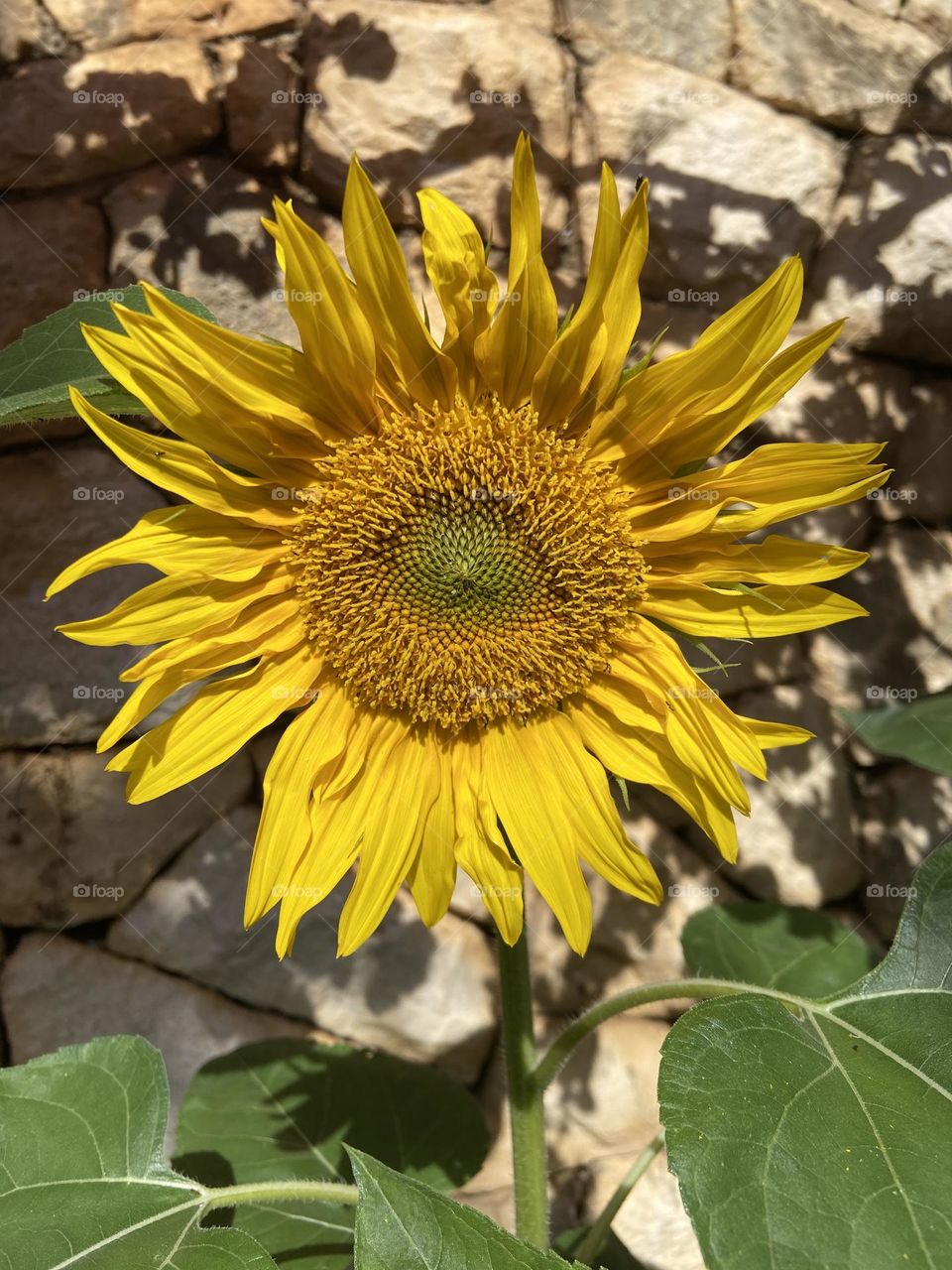 A sunny yellow sunflower bringing joy and happiness on a sunny summer day.