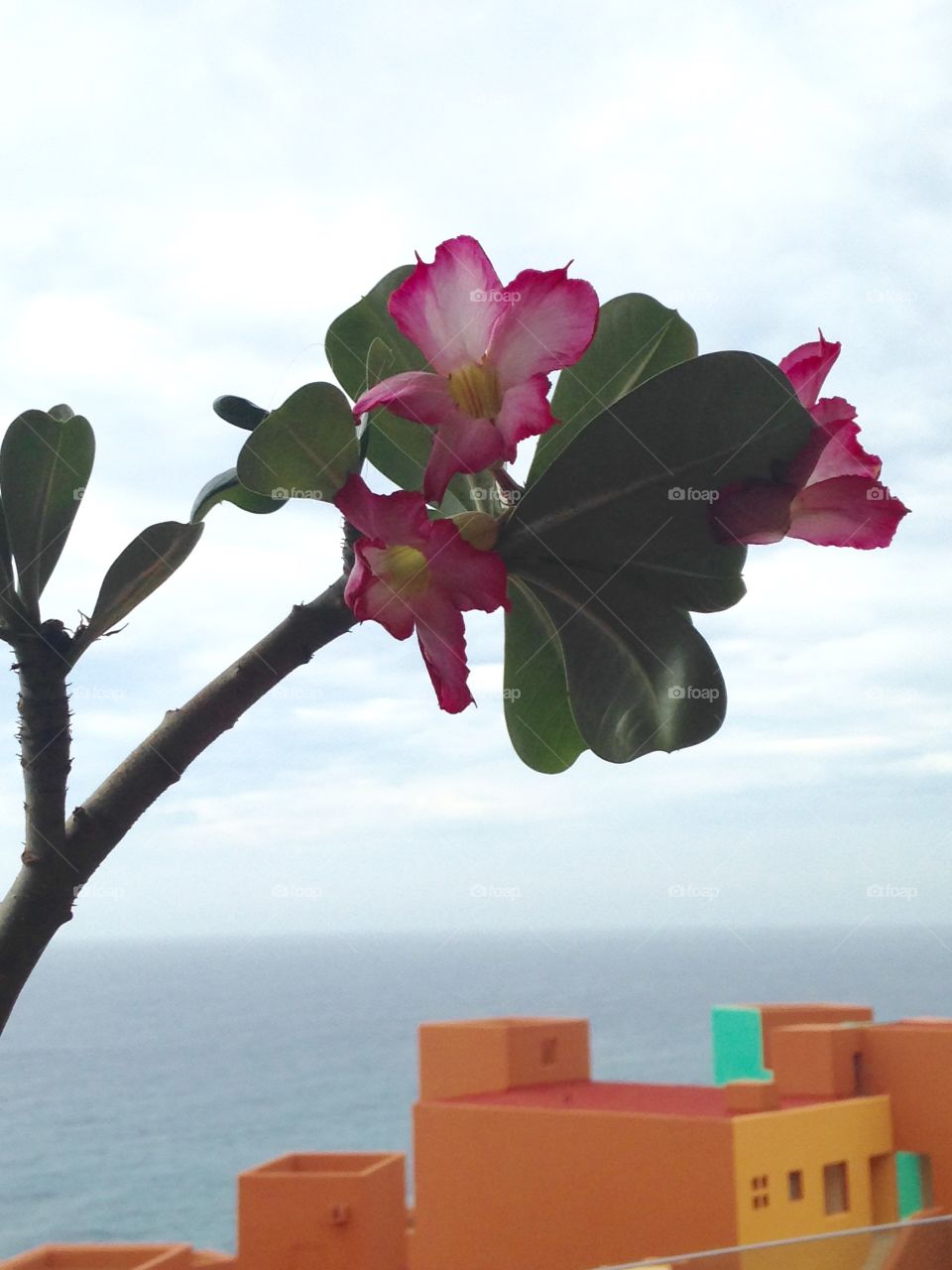 Pink flower in Cabo