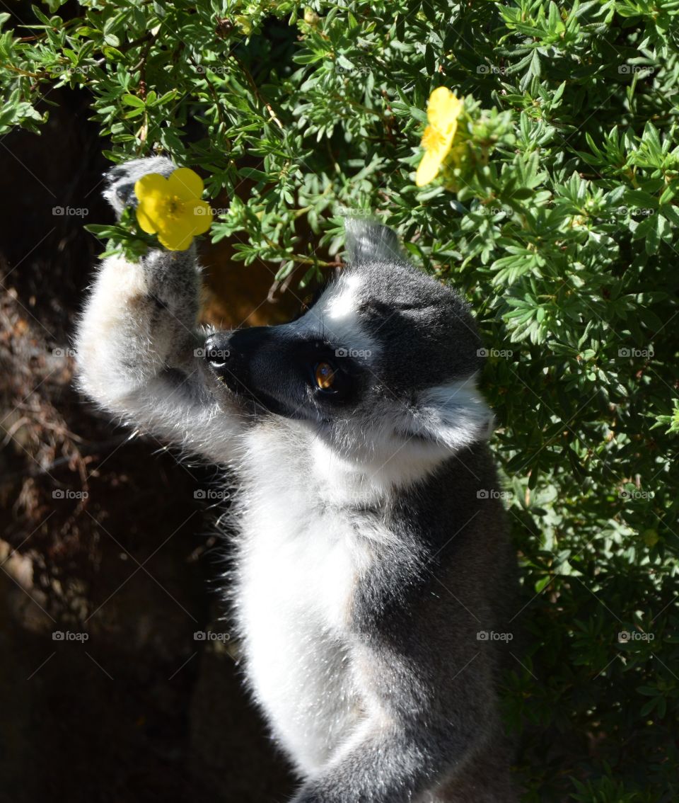 Lemur with yellow flower 
