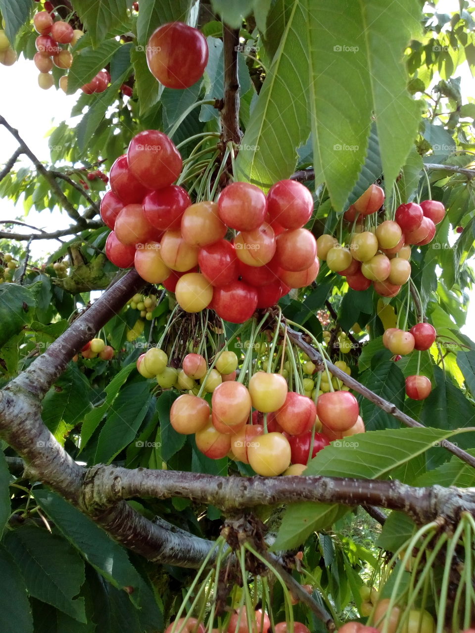 cherries in the garden