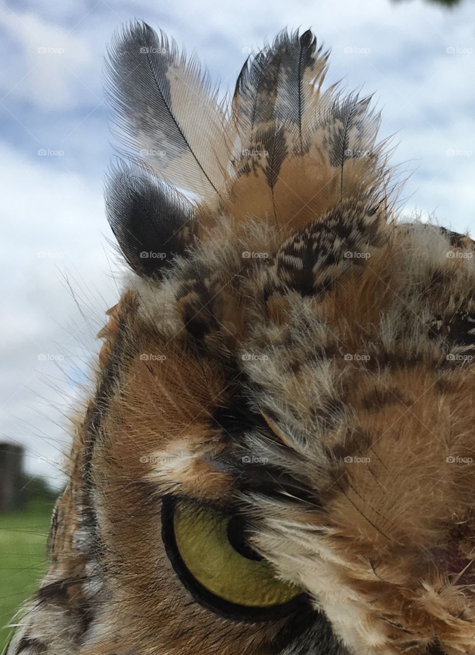Owl tuft and eye