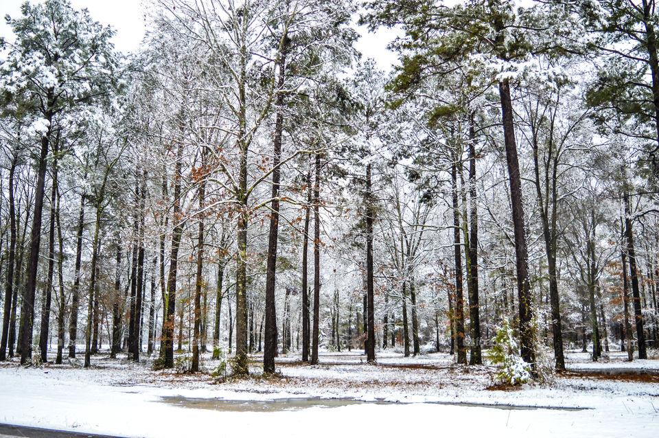 Snowy Woods - Swartz, Louisiana