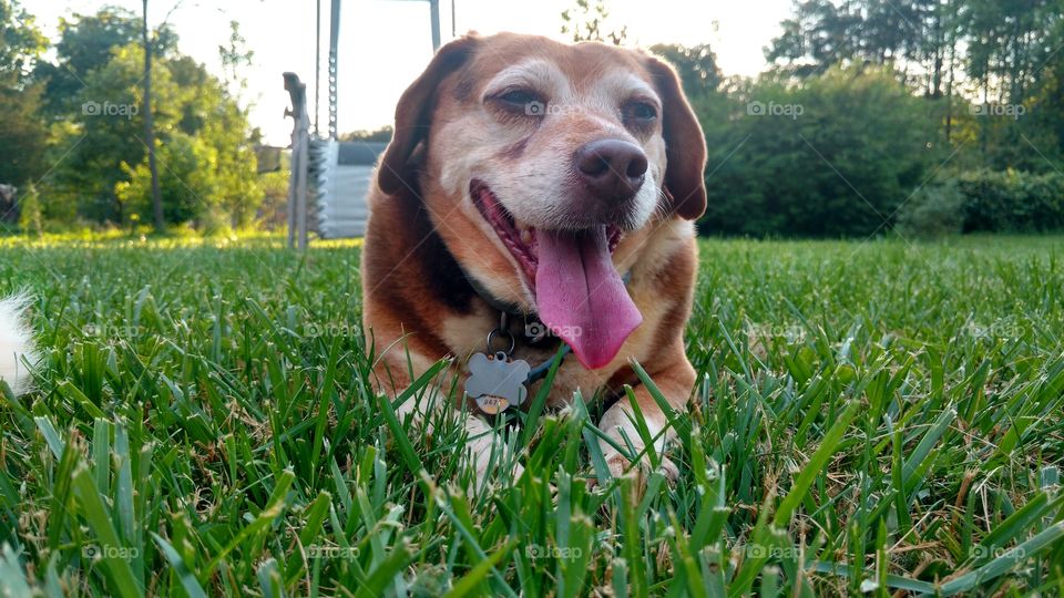 Beagle laying in grass